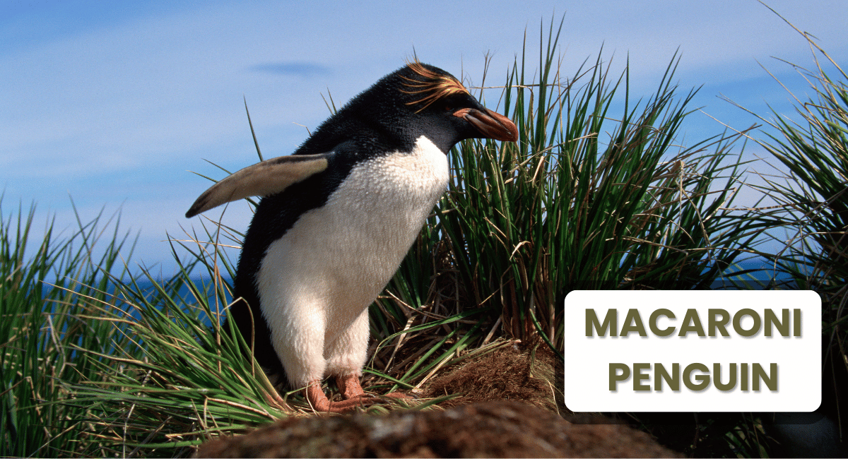 The Macaroni Penguin is one of the most distinctive and colorful species among the largest penguins in the world.