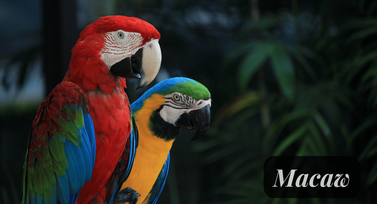 Macaws, belonging to the genus Ara, are known for their striking plumage and exceptional intelligence.