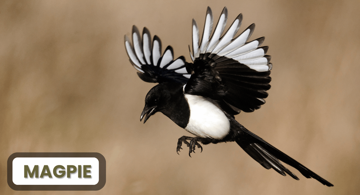 The magpie is a highly intelligent and resourceful bird belonging to the corvid family, which also includes crows and ravens.