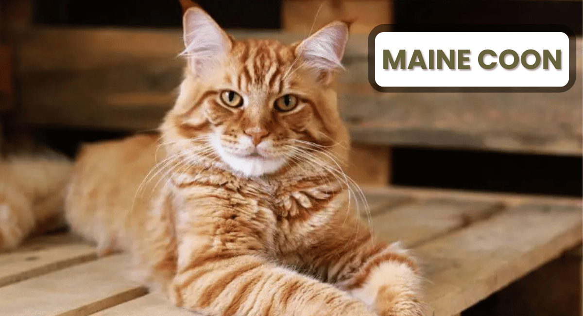 The Maine Coon is one of the most popular and beloved cat breeds in the world