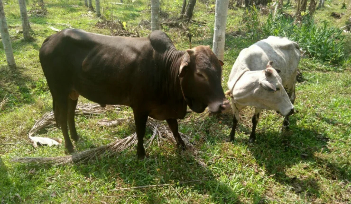 The Malnad Gidda is a small and hardy indigenous cow breed native to the Malnad region in Karnataka, India