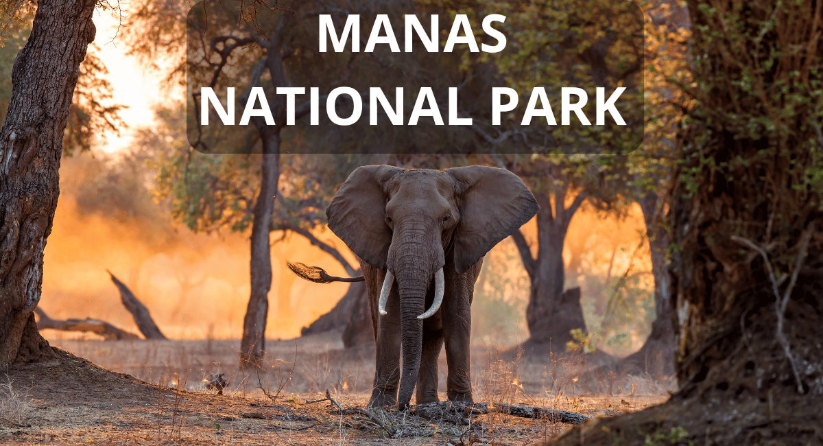 Manas National Park, located in the northeastern state of Assam, India