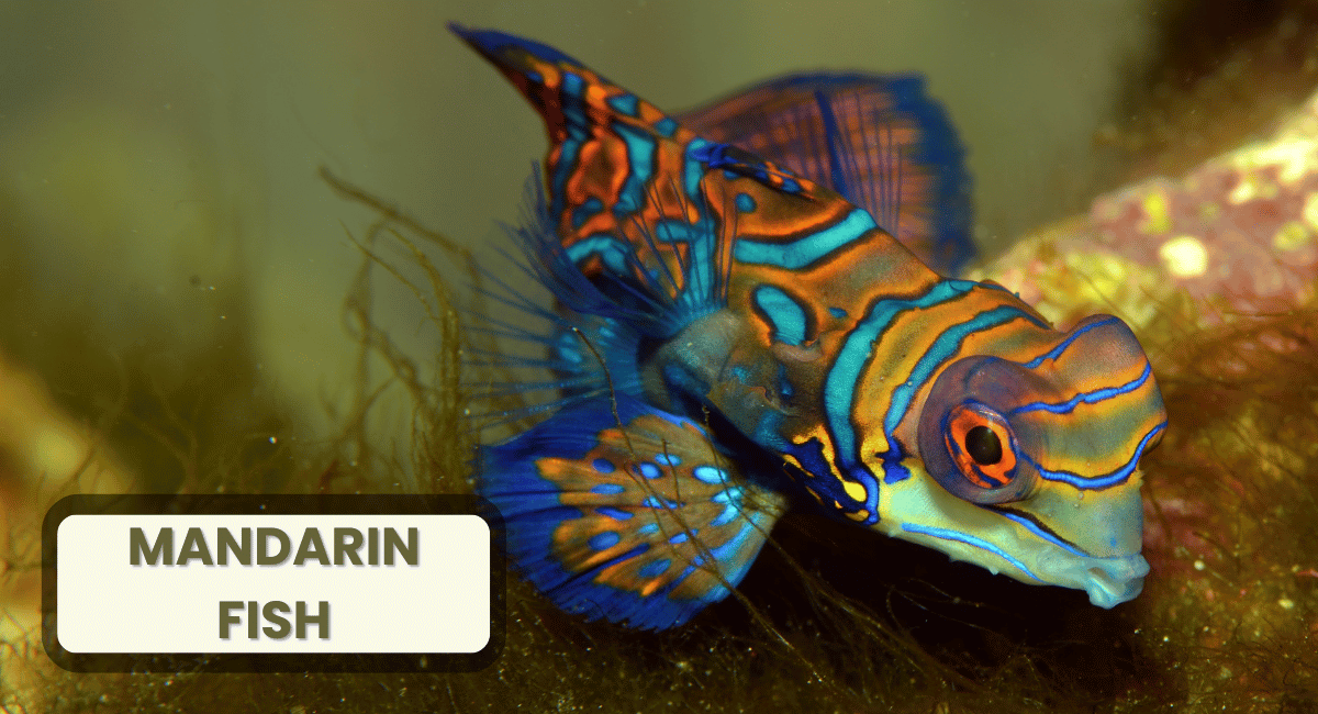 The Mandarin fish, also known as the Synchiropus splendidus, is one of the most stunning and vibrant species among colourful animals in the world