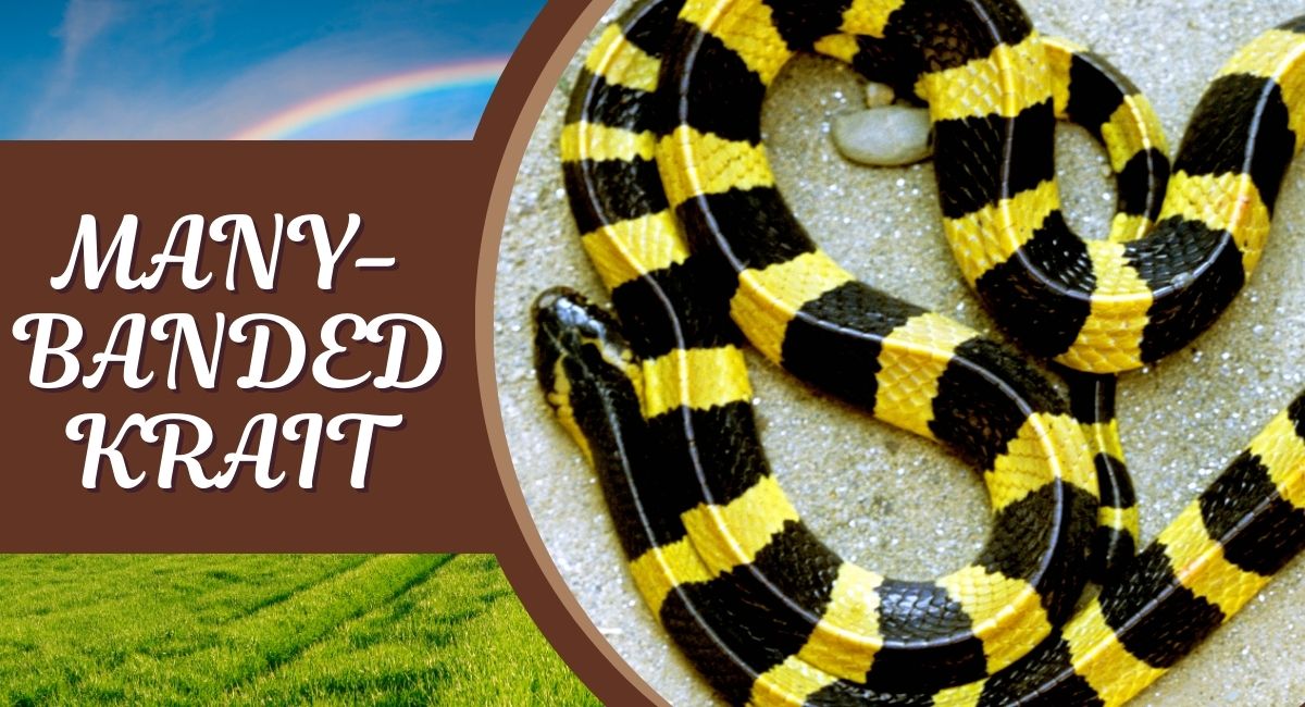 The Many-Banded Krait, also known as the Banded Krait, is a highly venomous snake