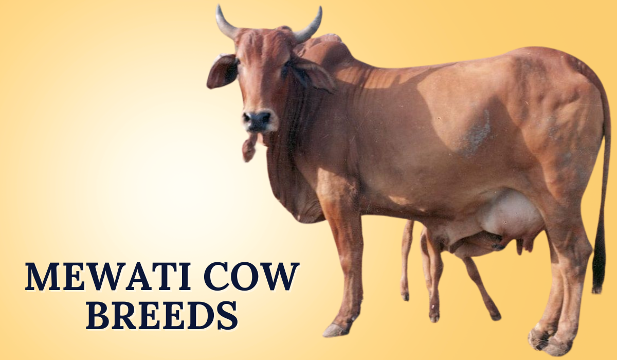 Mewati Cow Breeds