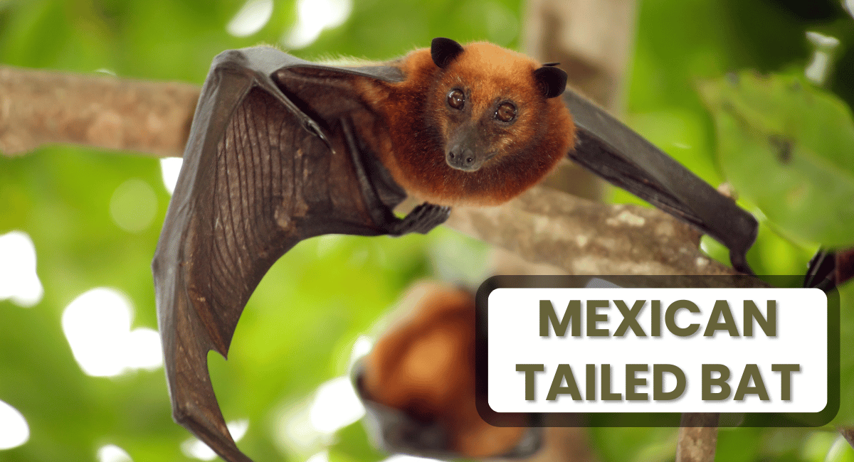 The Mexican Free-Tailed Bat is a fascinating species known for its incredible speed and agility in flight.