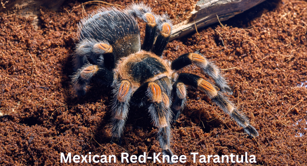 The Mexican red-knee tarantula (Brachypelma smithi) is one of the most recognizable species among tarantulas