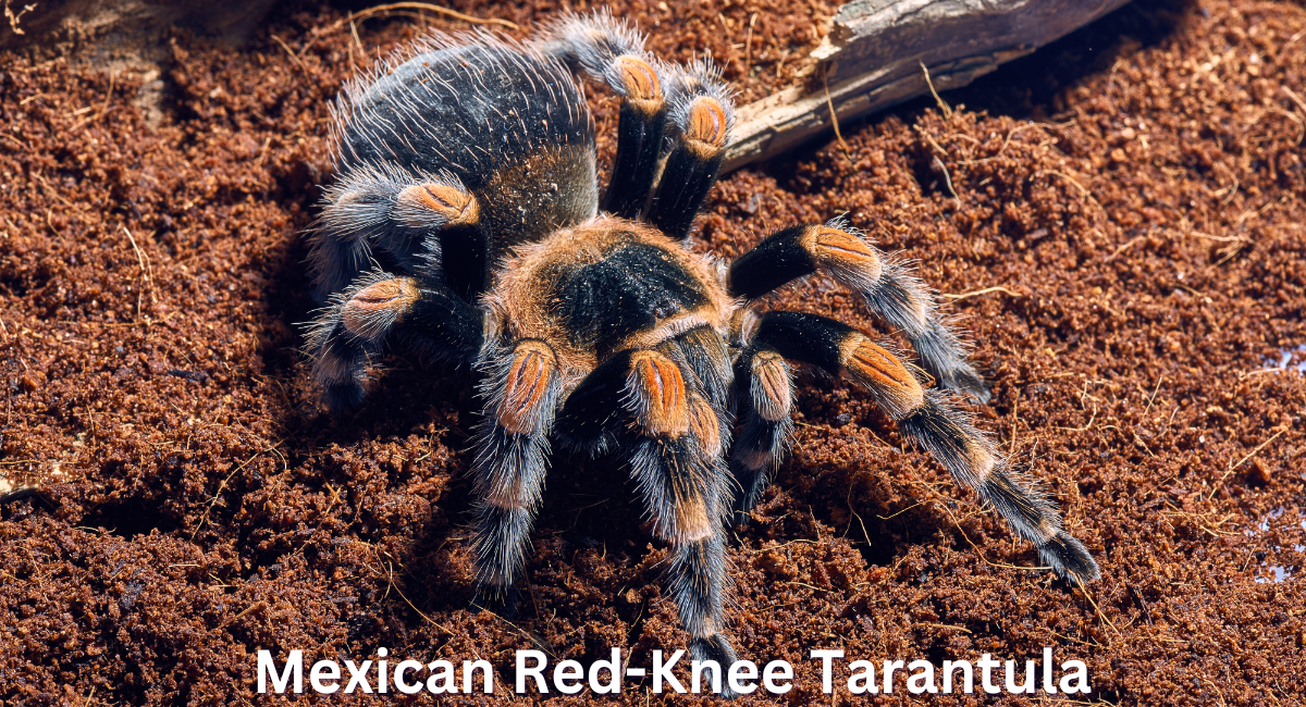 The Mexican red-knee tarantula (Brachypelma smithi) is one of the Deadliest Spiders in the World