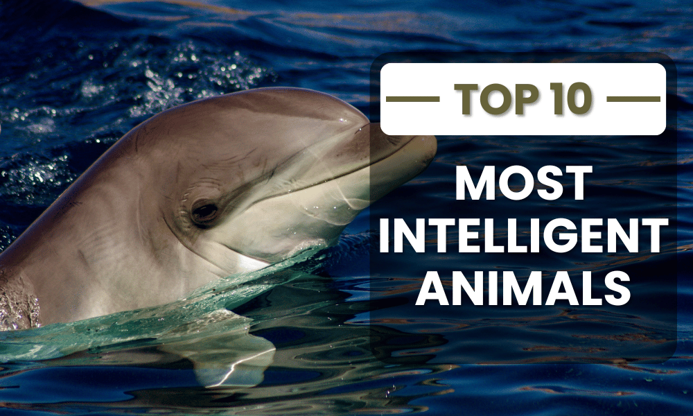 Top 10 Most Intelligent Animals Dolphin in the World