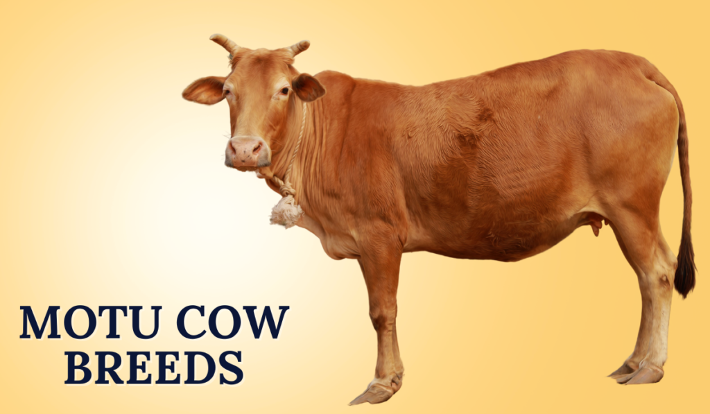 Motu Cow Breeds