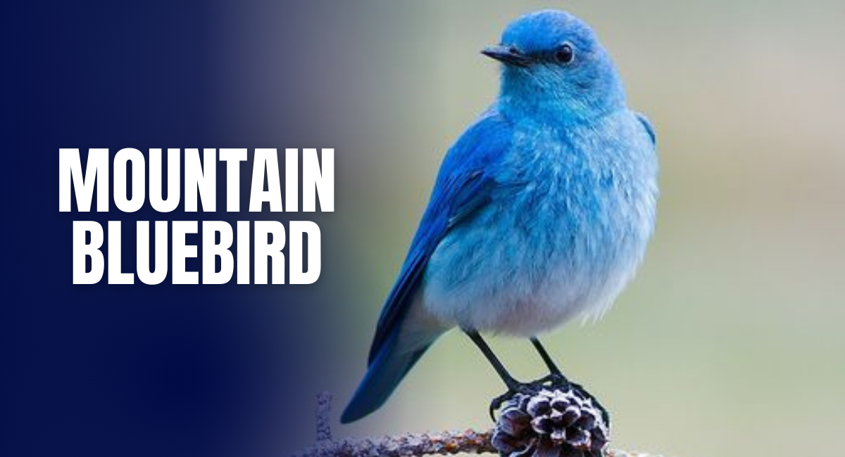 The Mountain Bluebird is a strikingly beautiful bird and is considered one of the most beautiful blue birds in the world.