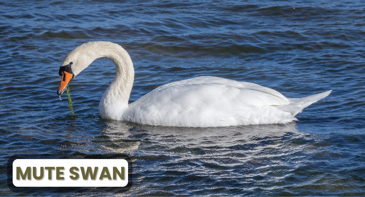 The Mute Swan is often admired for its elegance and beauty, gliding gracefully on lakes and ponds across Europe