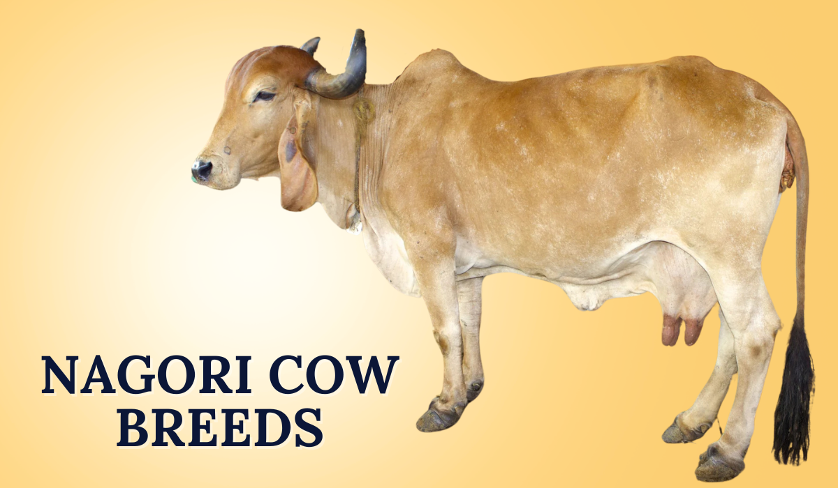 Nagori Cow Breeds