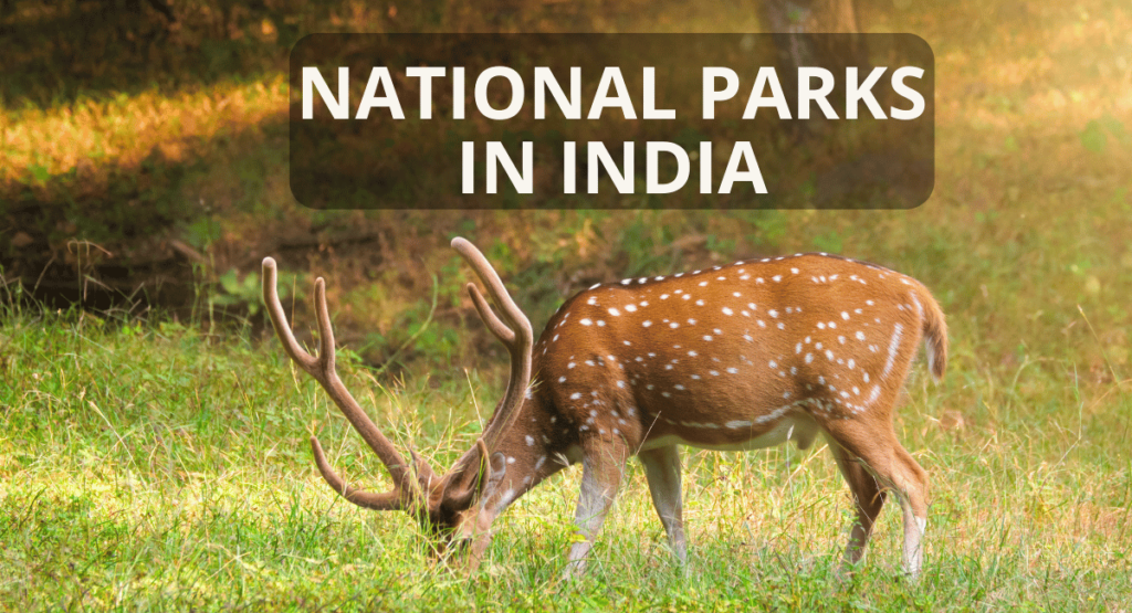 Dear In National Parks in India