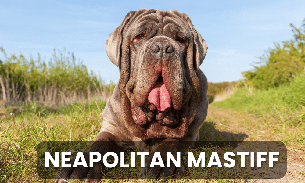 The Neapolitan Mastiff is a breed known for its impressive size and unique appearance, characterized by its loose, wrinkled skin and strong build.