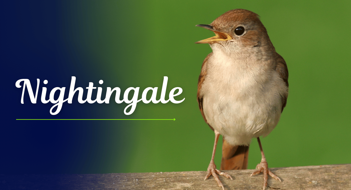 The nightingale, a small bird known for its powerful and melodious song, is celebrated worldwide as one of the most beautiful singing birds