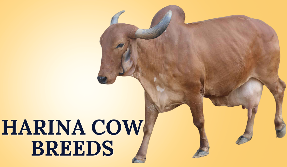 Hariana Cow Breeds