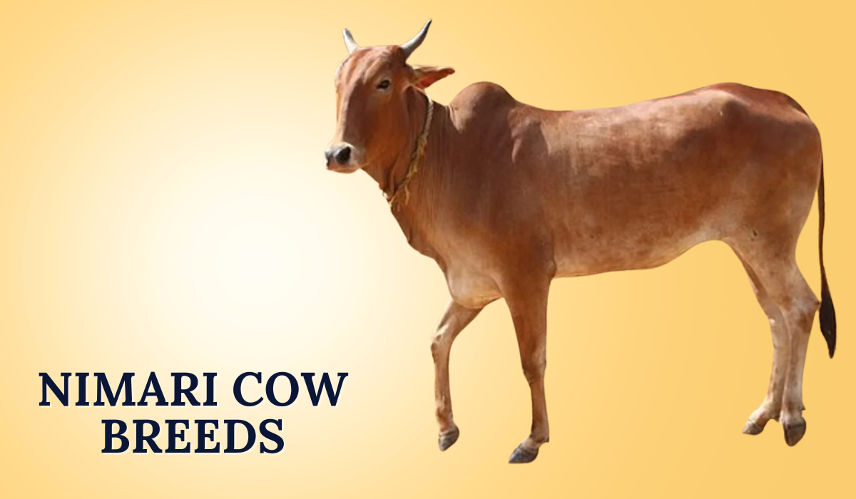 Nimari Cow Breeds