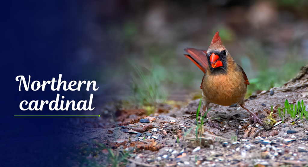 The Northern Cardinal (Cardinalis cardinalis) is a strikingly beautiful bird known for its vibrant red plumage