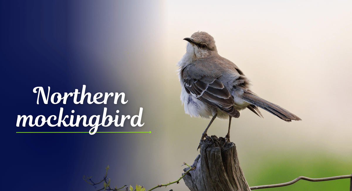 The Northern Mockingbird (Mimus polyglottos) is a fascinating songbird known for its remarkable vocal abilities and adaptability