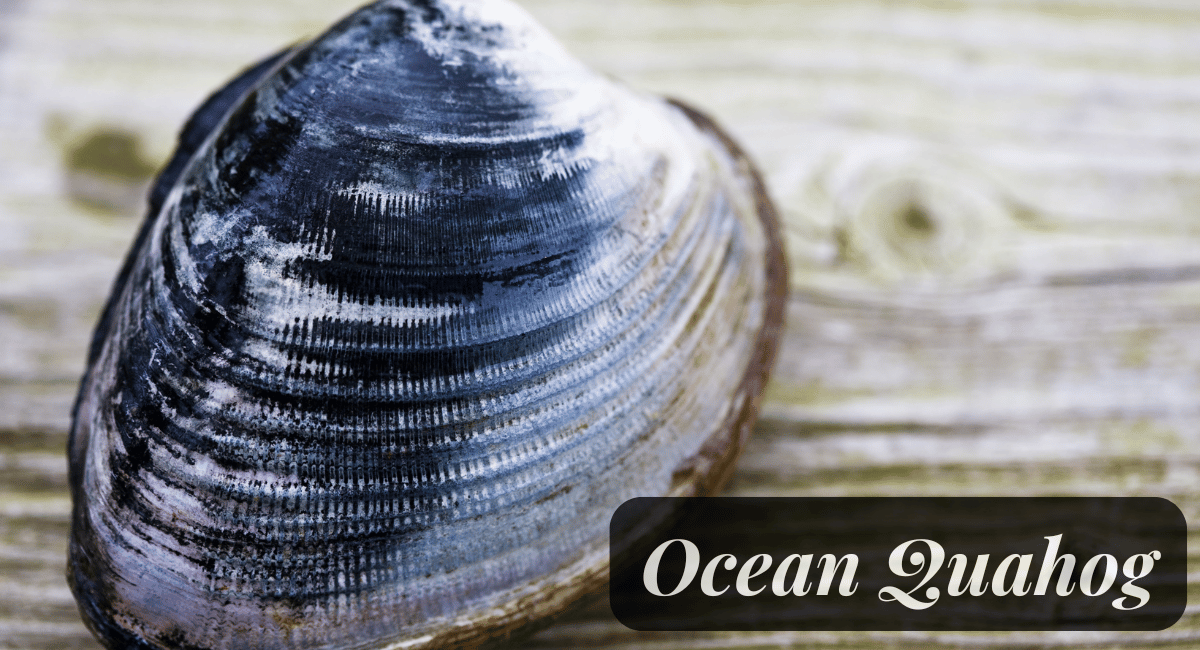 Ocean Quahog