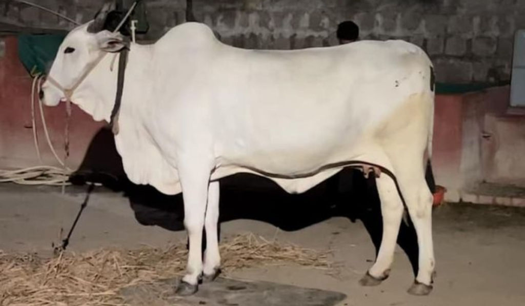 The Ongole cow is a robust and hardy breed native to the Ongole region in Andhra Pradesh, India