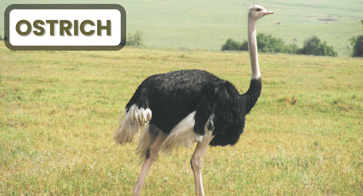 The ostrich, native to the savannas and deserts of Africa, is the largest and heaviest Dangerous Birds in the world,