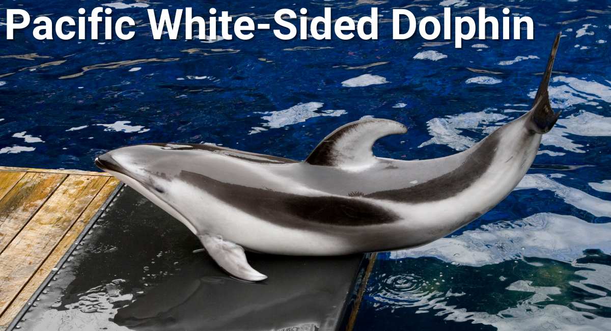 The Pacific White-Sided Dolphin is a remarkable marine mammal known for its striking appearance and playful behavior