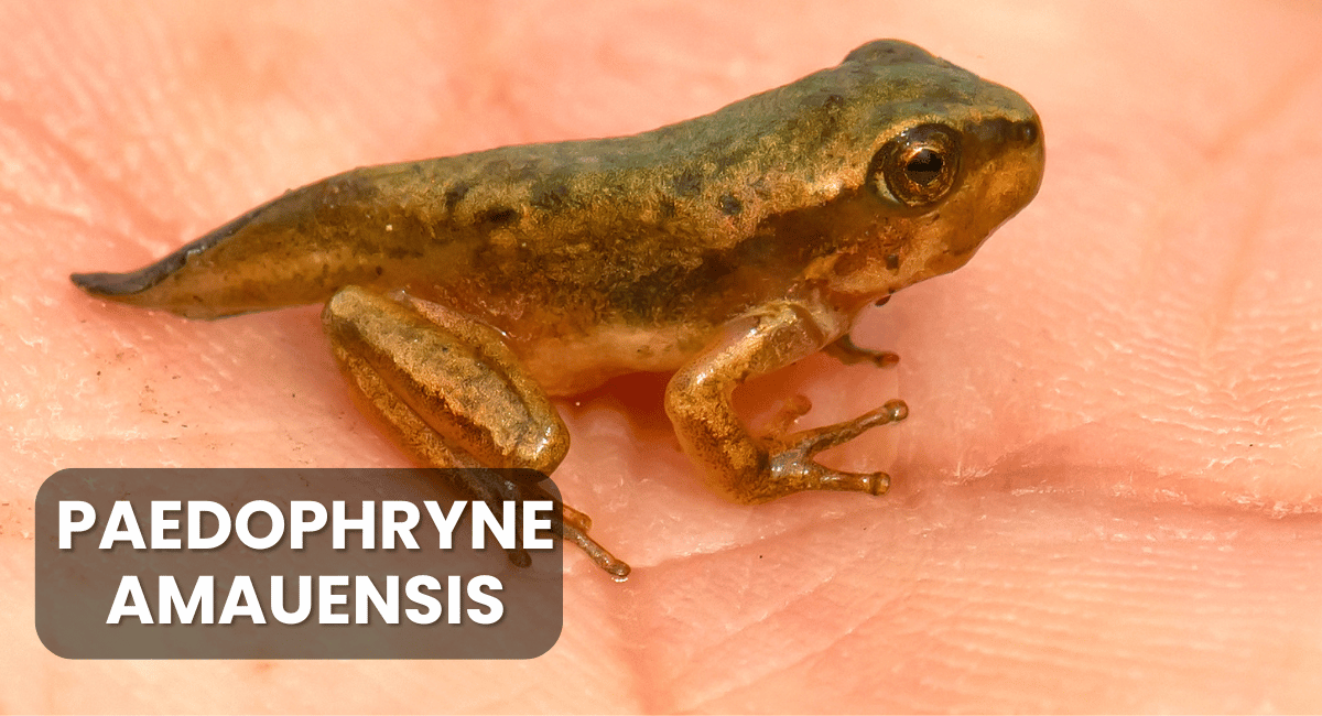 Paedophryne amauensis, discovered in the rainforests of Papua New Guinea, holds the title of the world’s smallest frog and vertebrate.