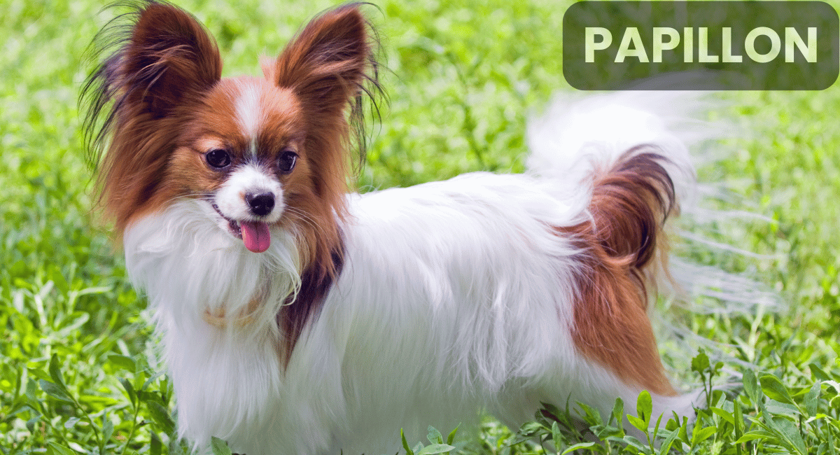 The Papillon, known for its signature butterfly-like ears, is not only a charming companion but also one of the smartest dog breeds.