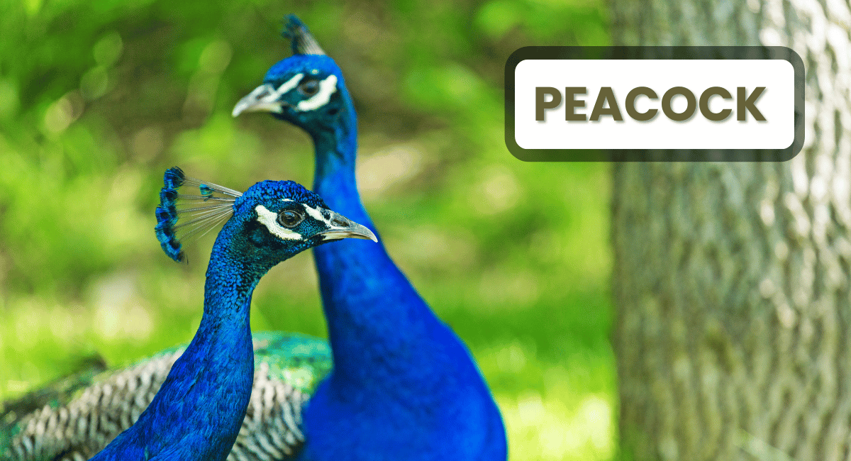 The peacock, often celebrated as one of the most colourful animals in the world, is renowned for its stunning plumage and vibrant hues