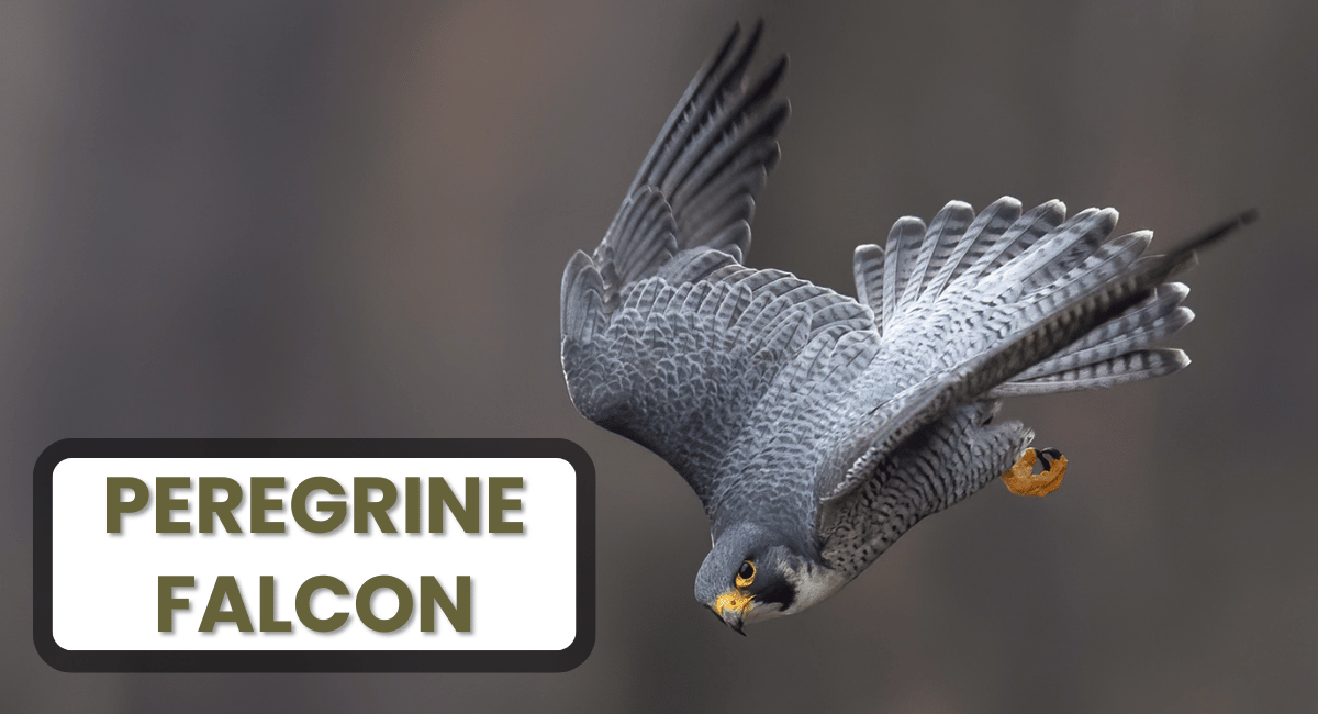 The peregrine falcon is widely regarded as the fastest bird in the world and one of the fastest animals on Earth