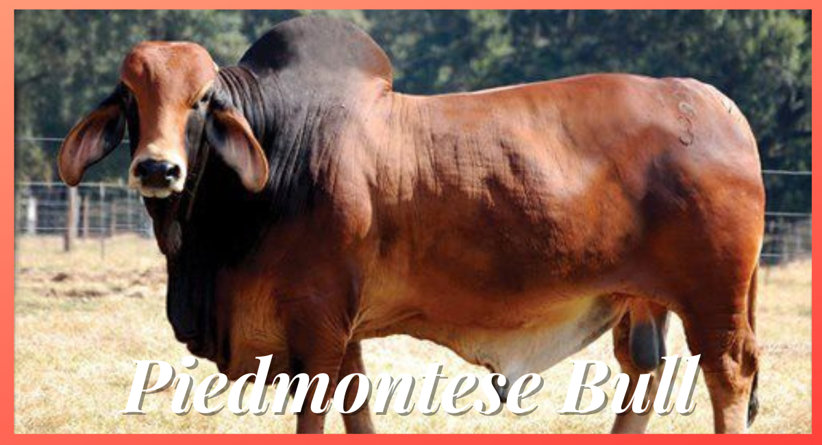 The Piedmontese bull is a remarkable breed that originates from the Piedmont region of Italy