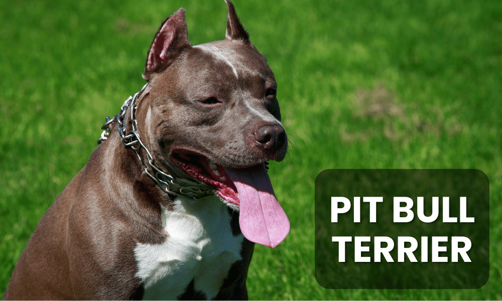 The Pit Bull Terrier is a breed that often stirs strong emotions and opinions, both positive and negative