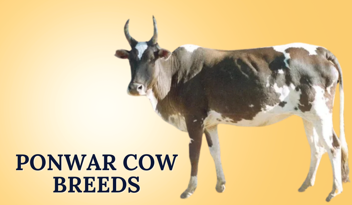 Ponwar Cow Breeds