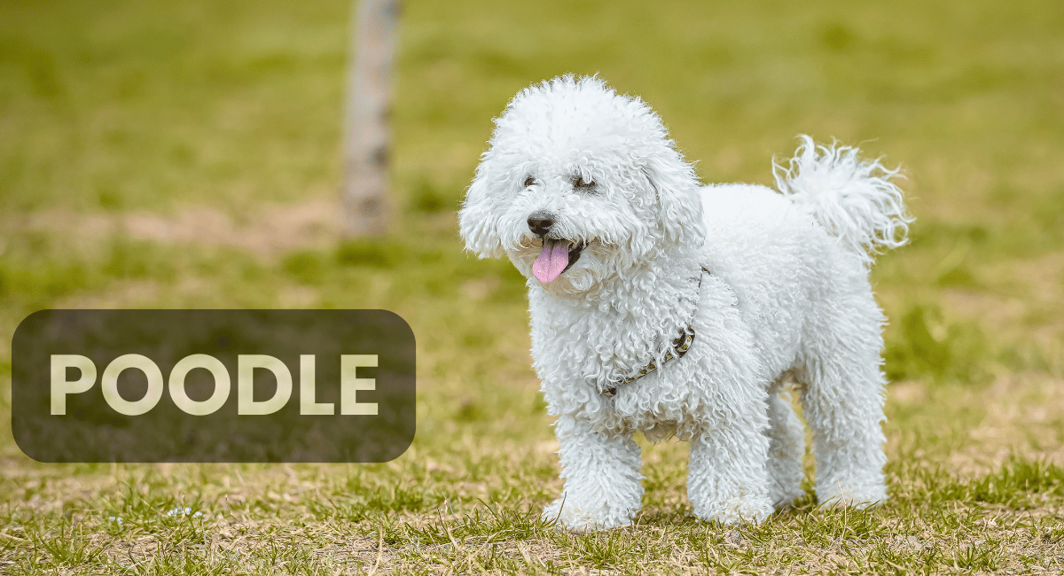 The Poodle is widely recognized as one of the smartest dog breeds in the world.