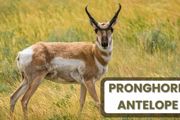 Pronghorn Antelope The pronghorn antelope, native to North America, is renowned as the second-fastest land animals in the world