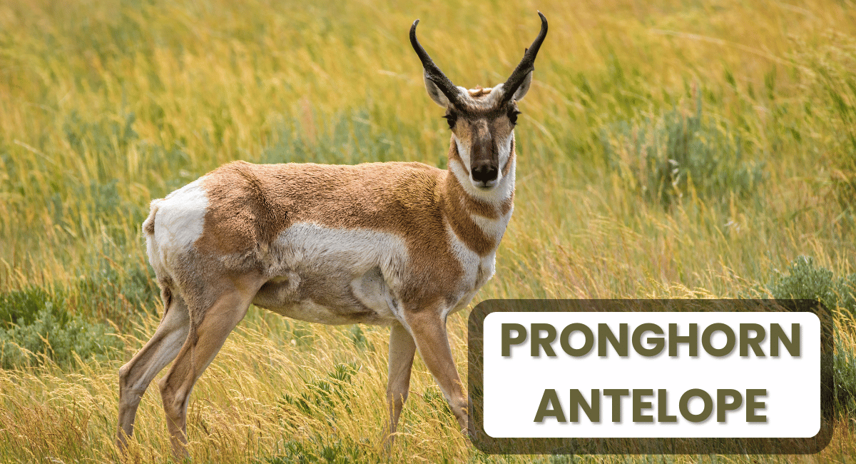 The pronghorn antelope, native to North America, is renowned as the second-fastest land animals in the world