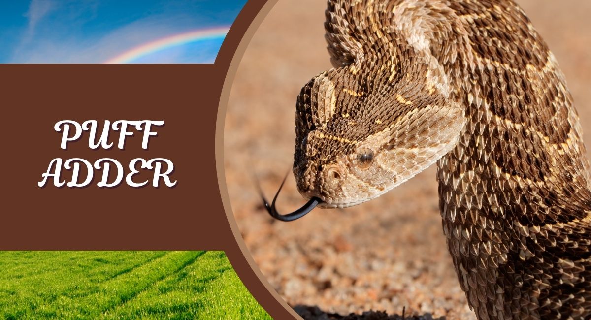 The Puff Adder, scientifically known as Bitis arietans, is one of Africa's most dangerous snakes