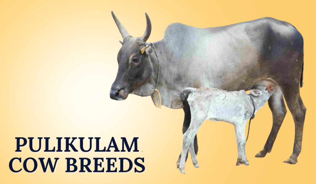 Pulikulam Cow Breeds