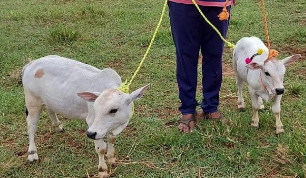 The Punganur cow is a small yet sturdy breed that originates from the Punganur region in Andhra Pradesh