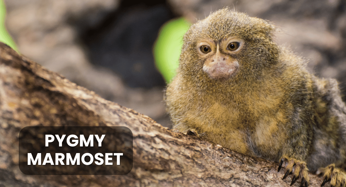 The Pygmy Marmoset (Cebuella pygmaea), often referred to as the world’s smallest monkey, is a captivating primate native to the rainforests of the Amazon Basin in South America.