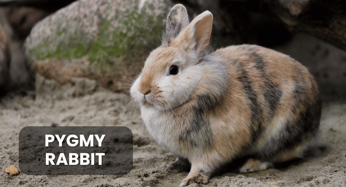 The Pygmy Rabbit (Brachylagus idahoensis) is the smallest rabbit species in North America, known for its petite size and unique adaptations.