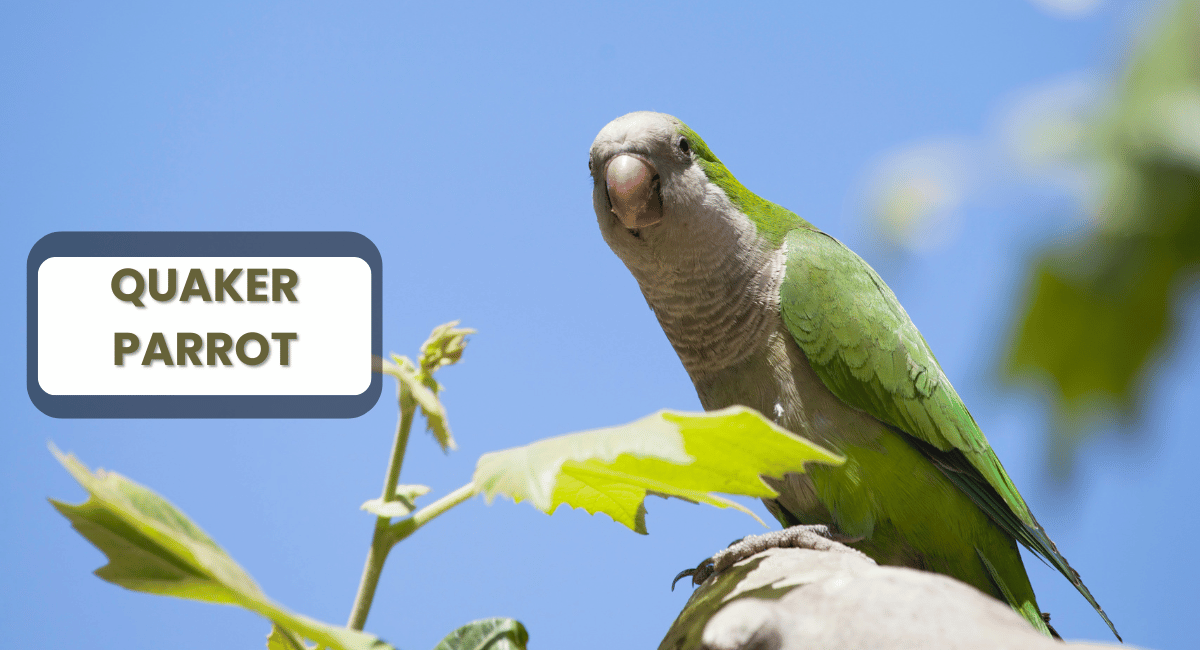 The Quaker Parrot, also known as the Monk Parakeet (Myiopsitta monachus), is a small but lively bird native to South America