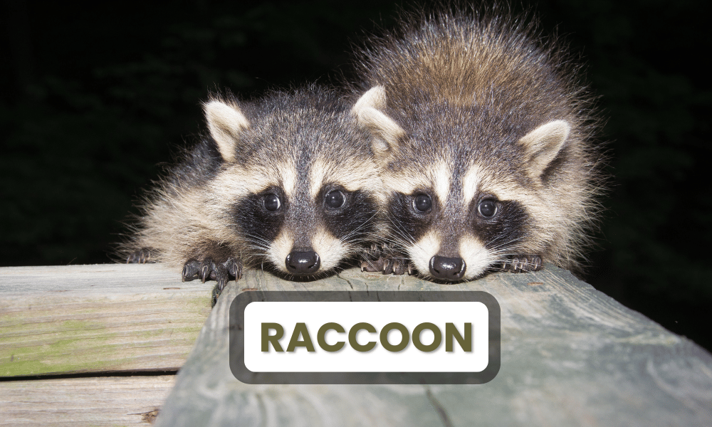 Raccoons are highly intelligent animals, known for their problem-solving abilities, adaptability, and curious nature.