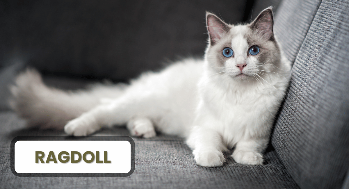 The Ragdoll is one of the most beloved and striking cat breeds in the world