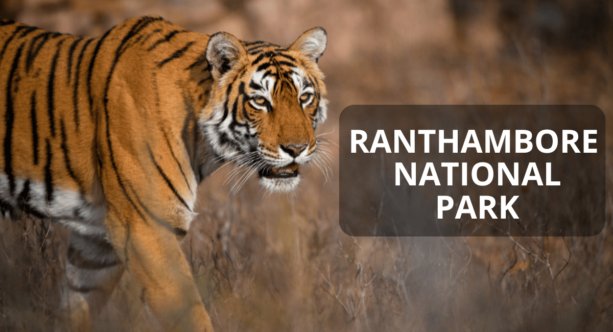 Tiger In Ranthambore National Park