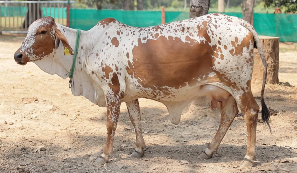 Rathi cows are highly prized for their ability to yield around 6-10 liters of milk per day