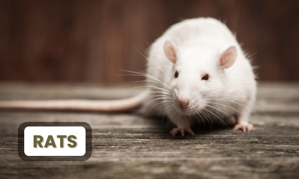 Rats are remarkably intelligent animals, known for their problem-solving skills, adaptability, and strong social structures.