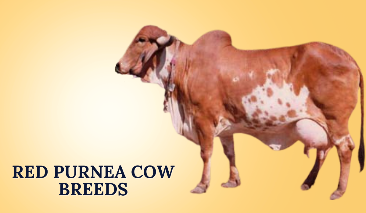 Red Purnea Cow Breeds